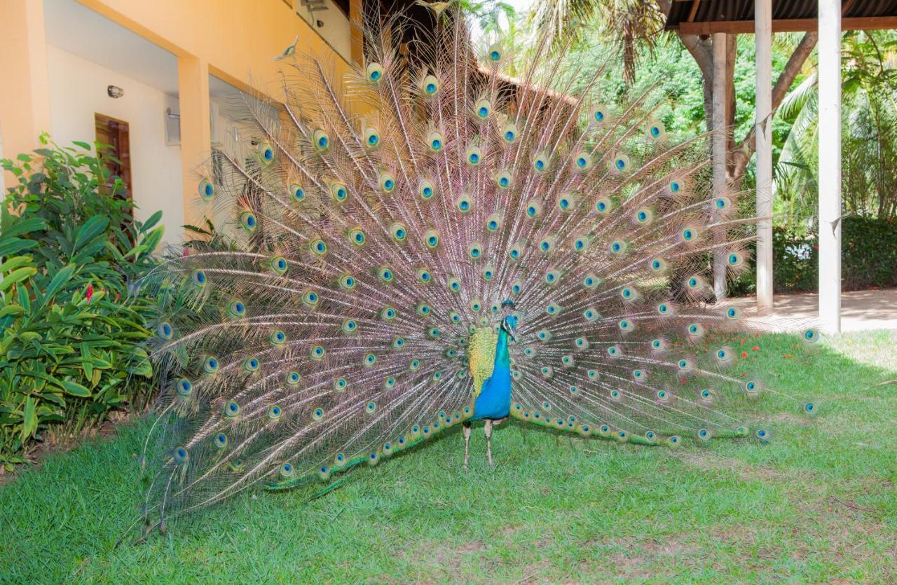 Eco Pousada Paraiso Dos Coqueirais Japaratinga Zewnętrze zdjęcie