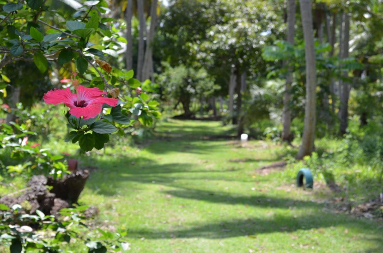 Eco Pousada Paraiso Dos Coqueirais Japaratinga Zewnętrze zdjęcie